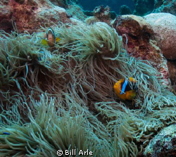 Anemonefish.  Coral Sea. by Bill Arle 